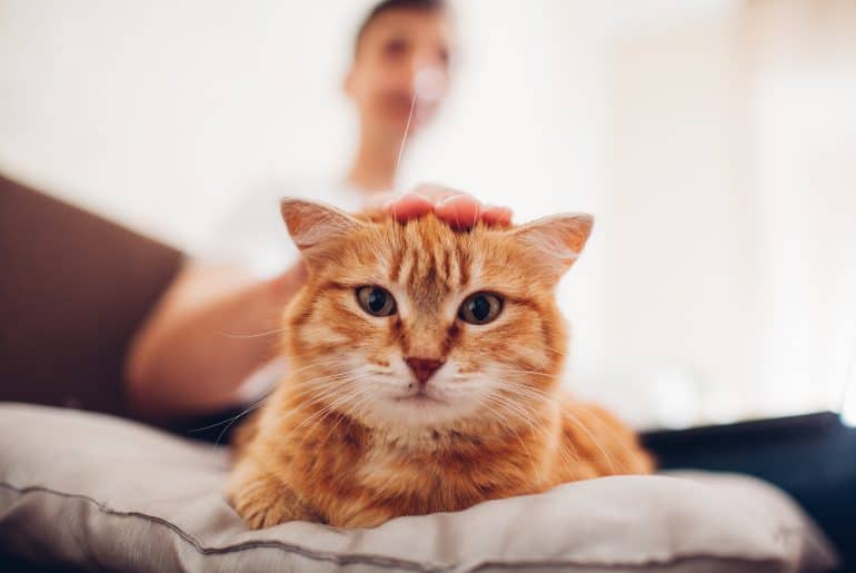 Why does my cat lay on me in the morning? Kitty Cat Tips