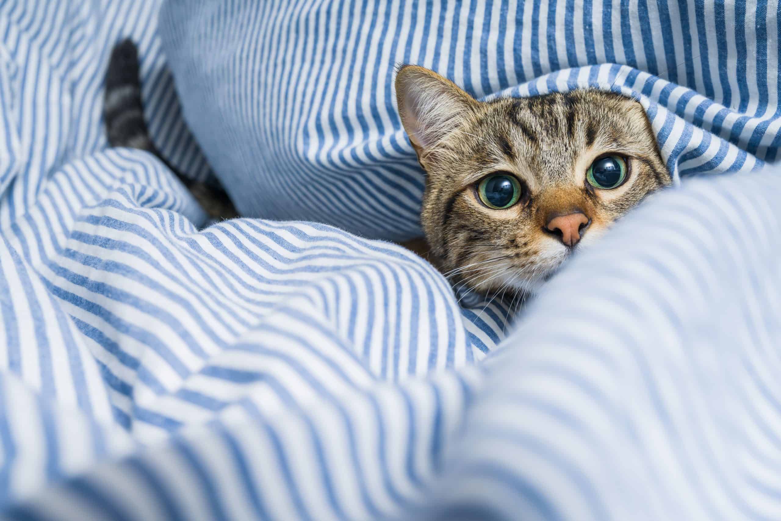 Why has my cat started peeing on the bed? Kitty Cat Tips