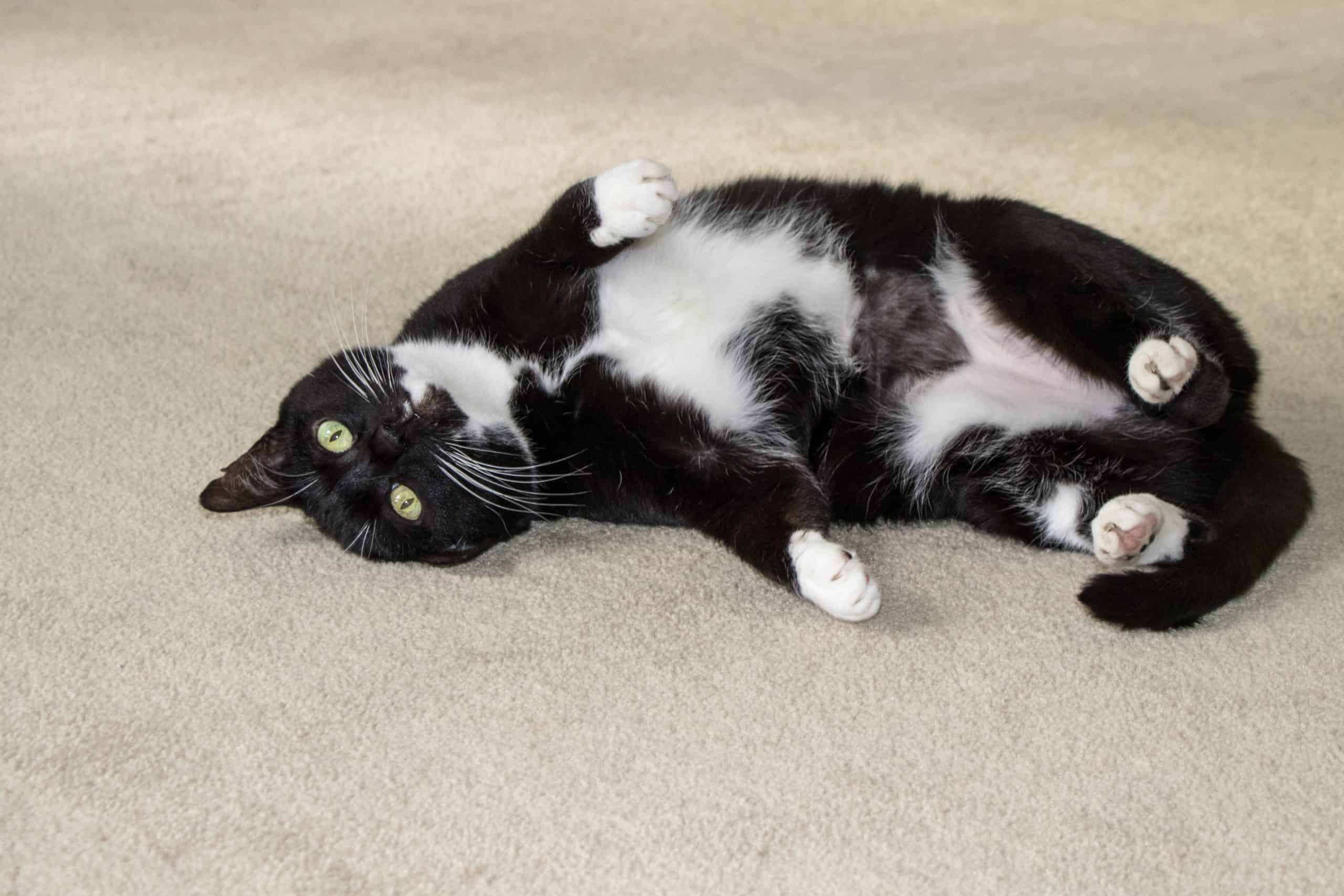 Why Is My Cat Rubbing His Head On Everything at Keith Foret blog