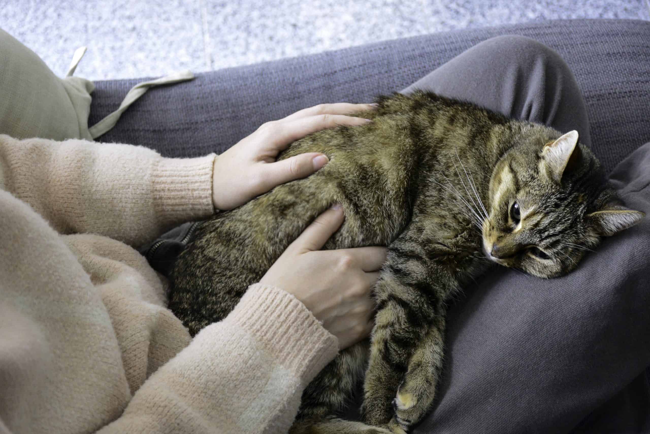 Why Is My Cat Licking the Inside Of Their Cone? (How To Stop) Kitty