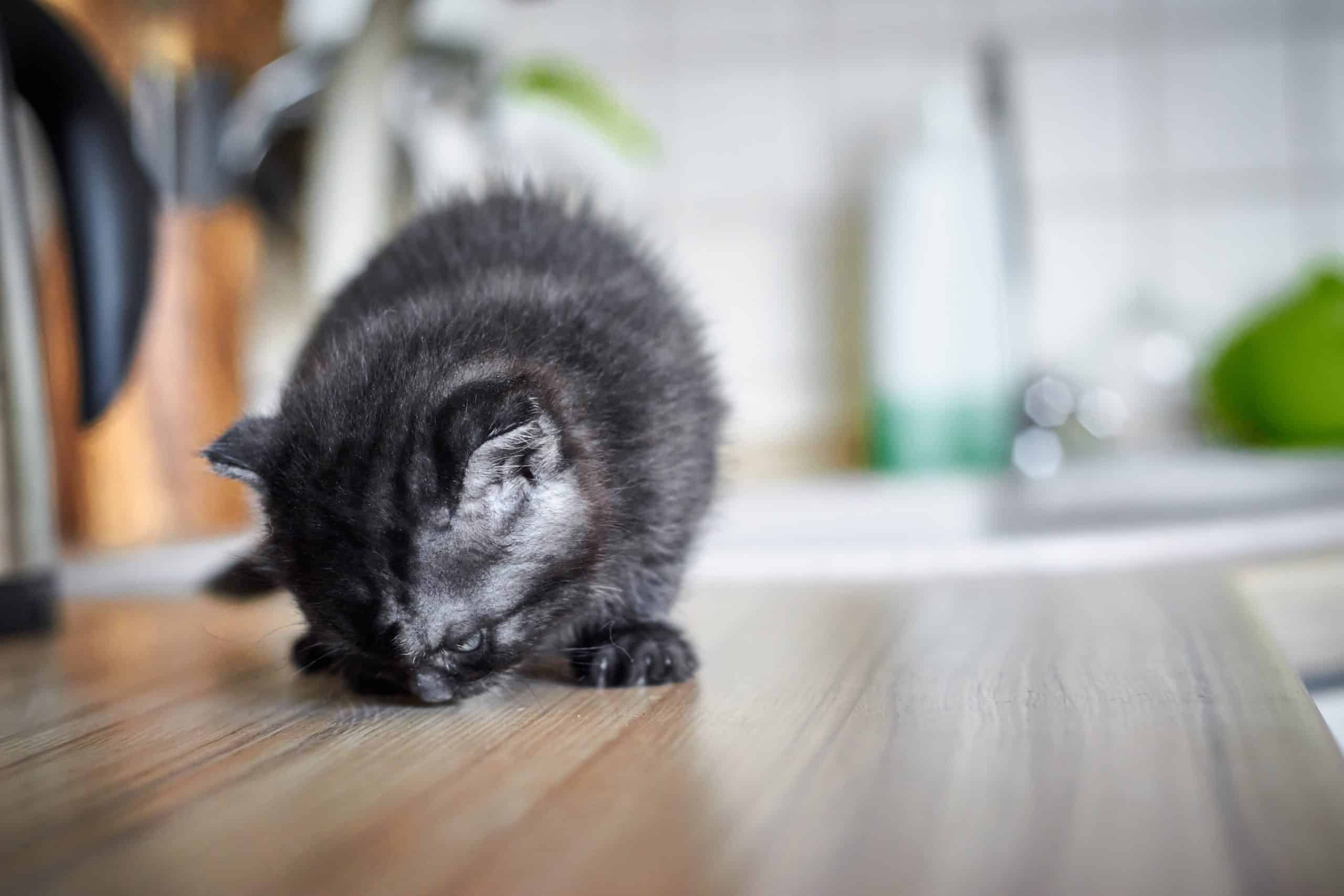 Why does my cat sniff everything? Kitty Cat Tips