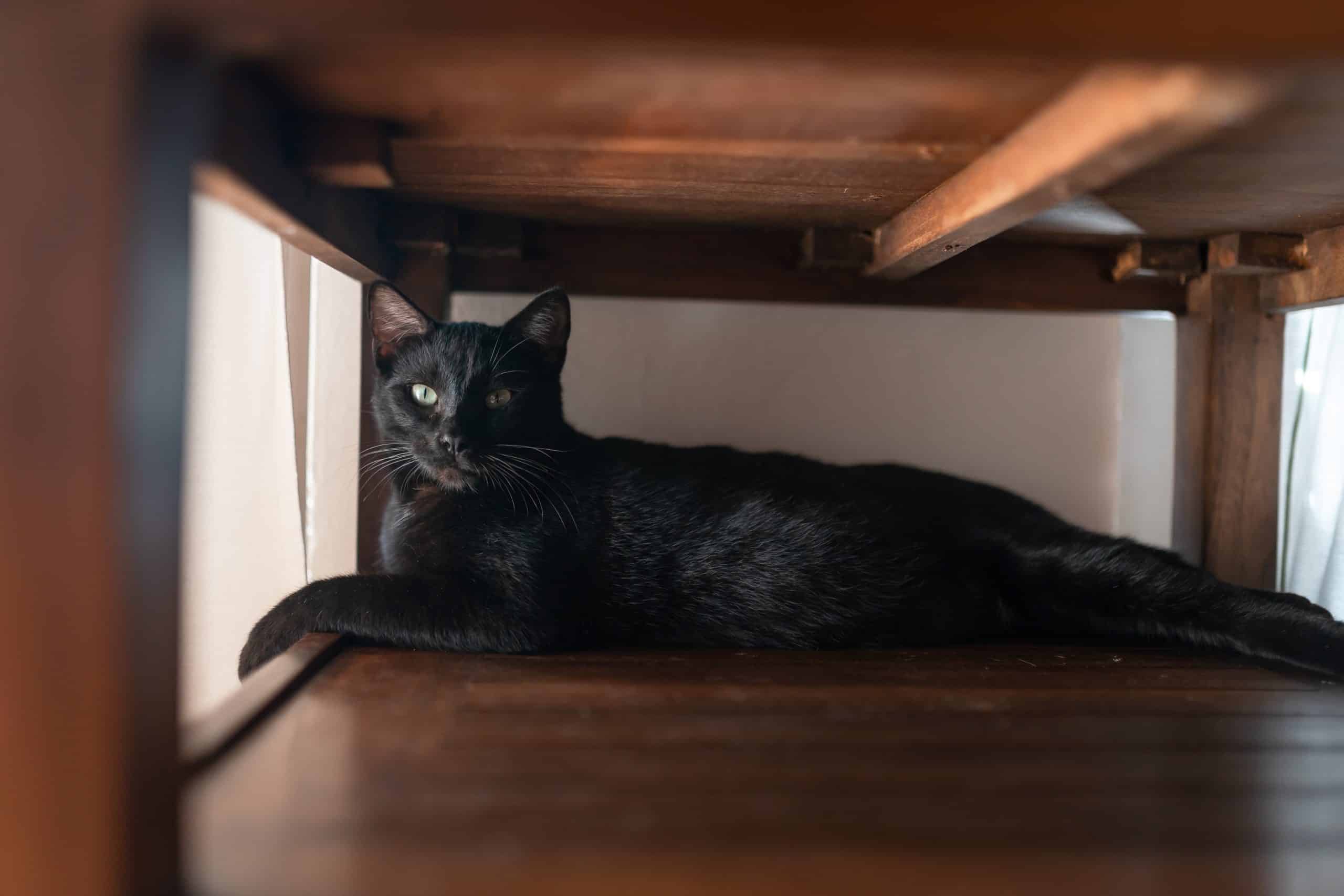 Why does my cat sit under my desk? Kitty Cat Tips