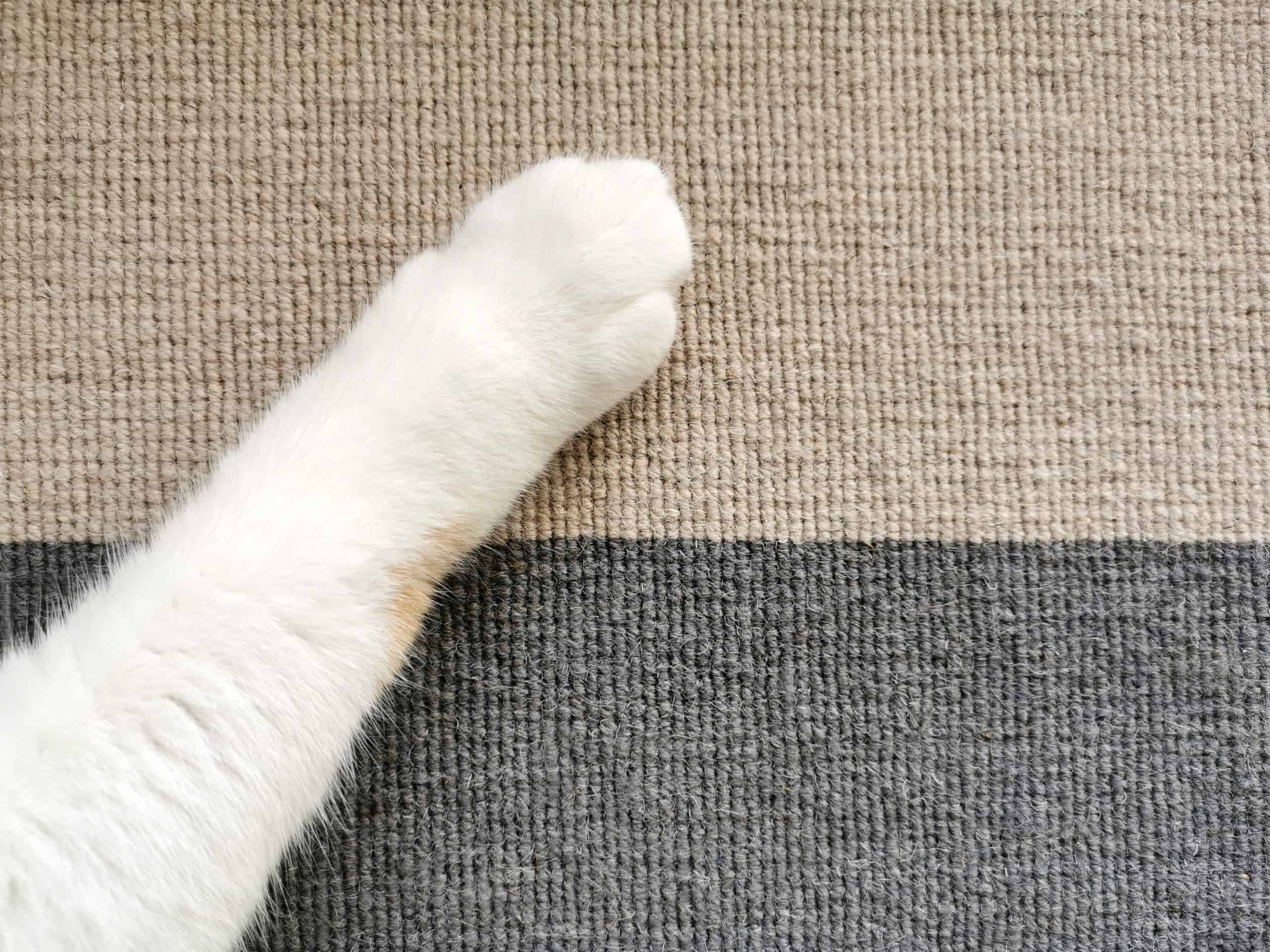 Why does my cat rub itself on my legs? Kitty Cat Tips