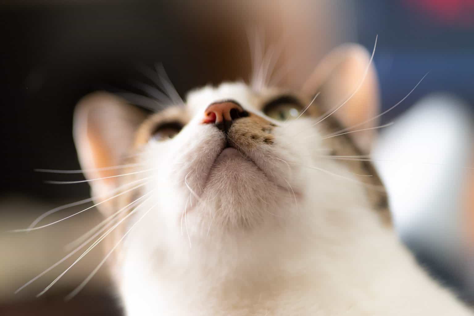 Why does my cat sniff my ear? Kitty Cat Tips
