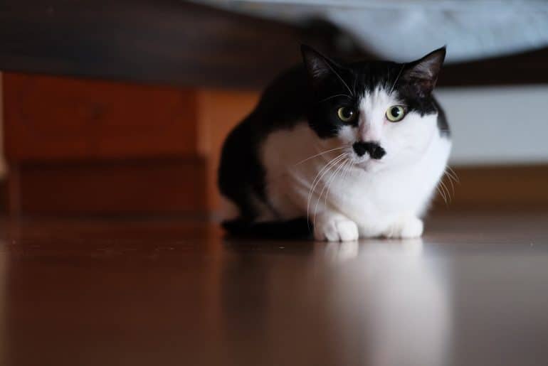 Why does my cat sit under the bed? Kitty Cat Tips
