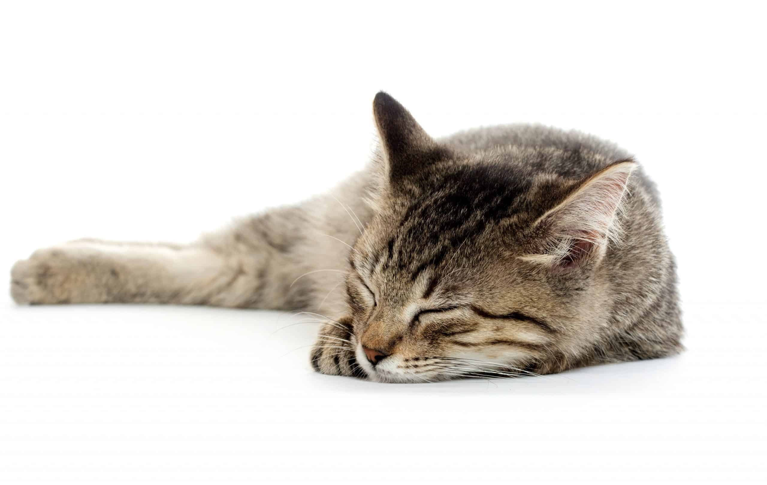 Why does my cat sleep on my face? Kitty Cat Tips