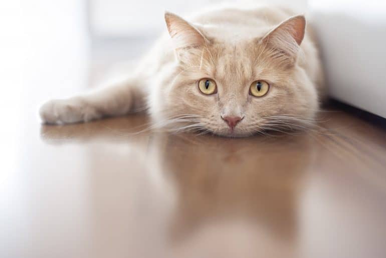 Why does my cat smell my feet? Kitty Cat Tips