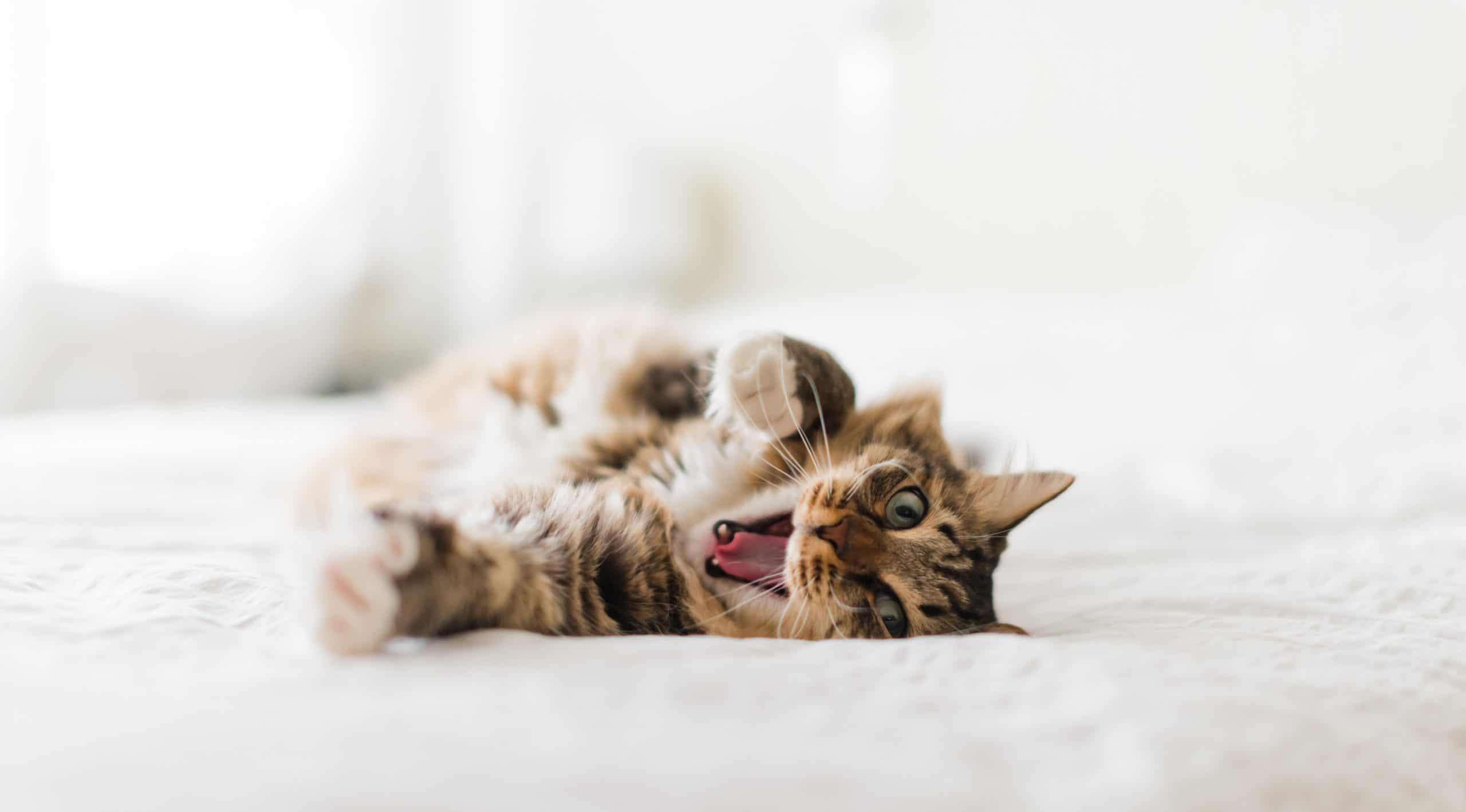Why does my cat bite my toes in the morning? Kitty Cat Tips