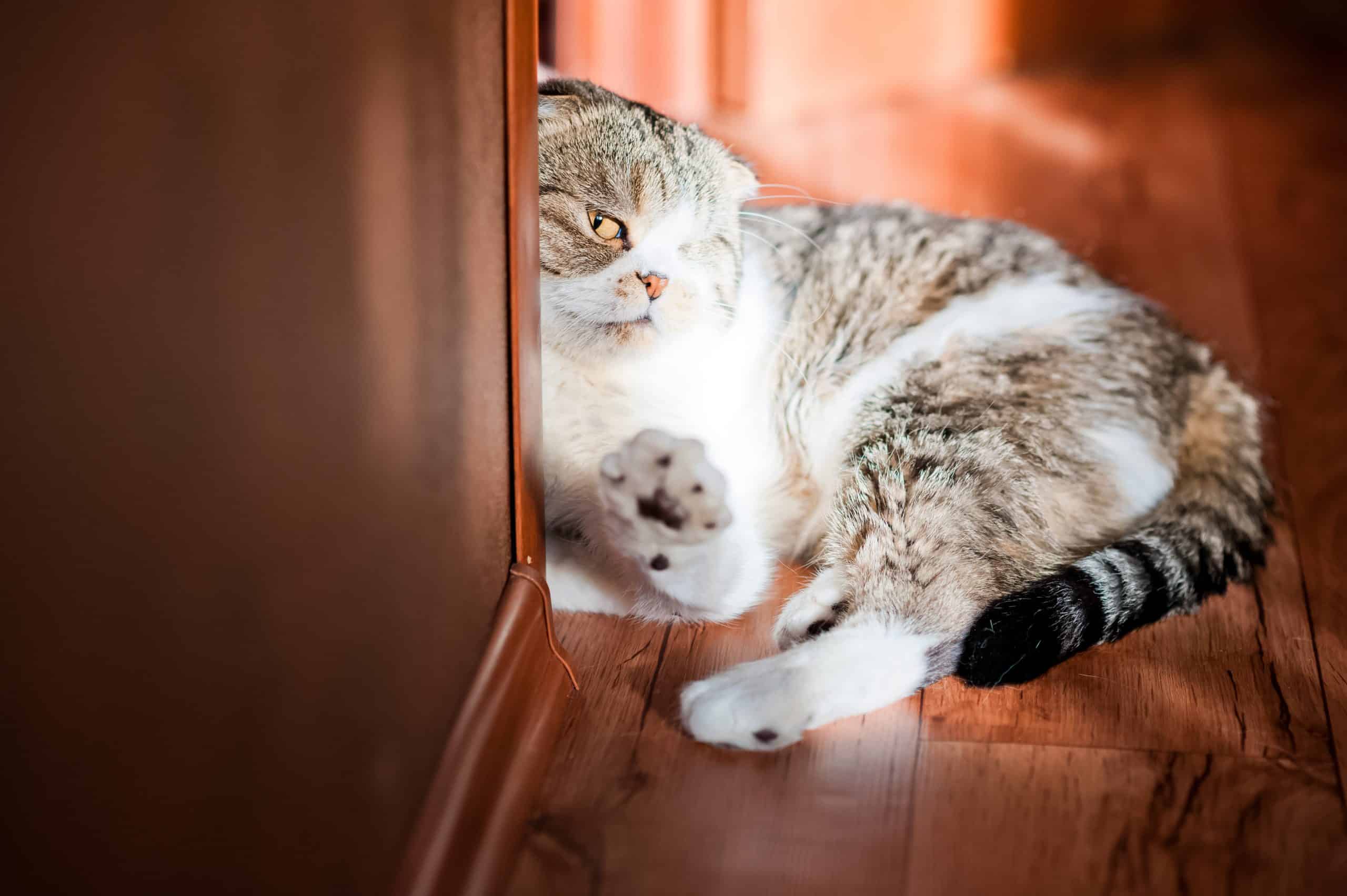 Why does my cat scratch the mirror? Kitty Cat Tips