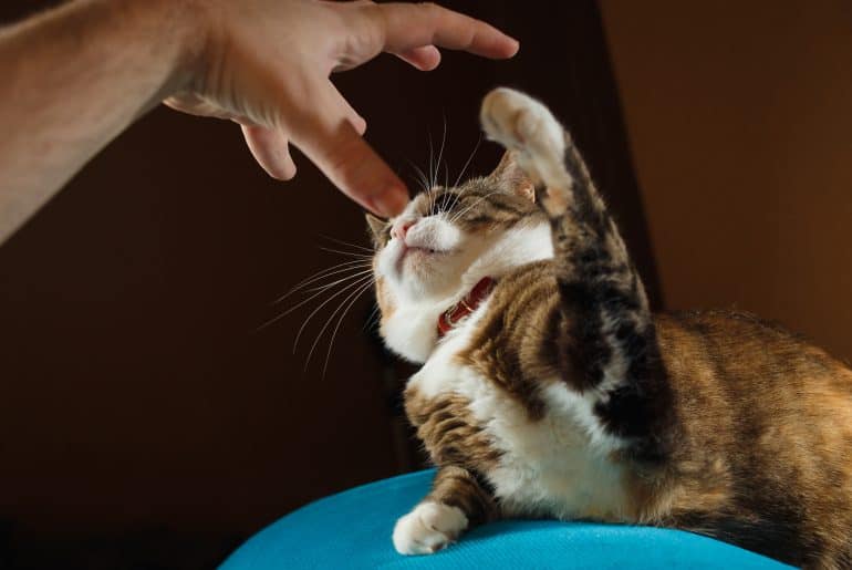 Do cats know when you’re playing with them? Kitty Cat Tips