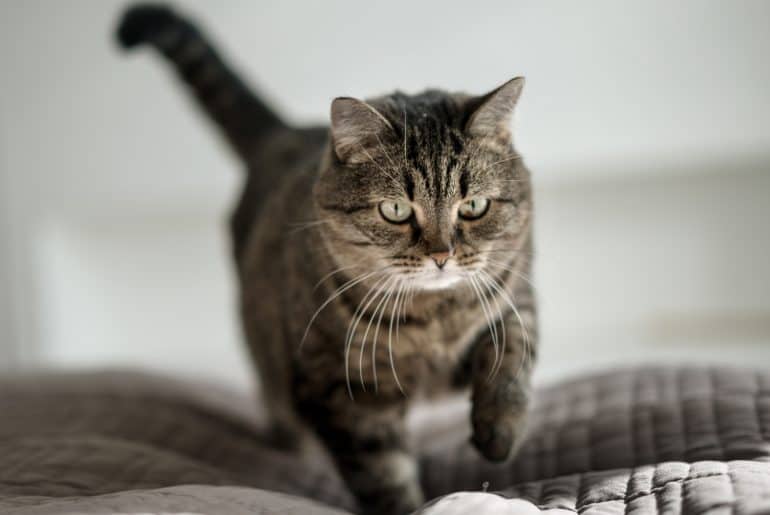 Why does my cat walk on me? Kitty Cat Tips