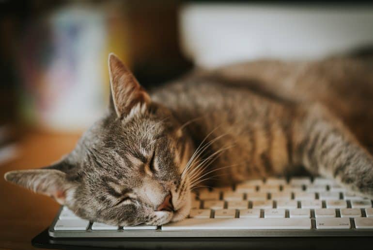 Why does my cat sit on my keyboard? Kitty Cat Tips