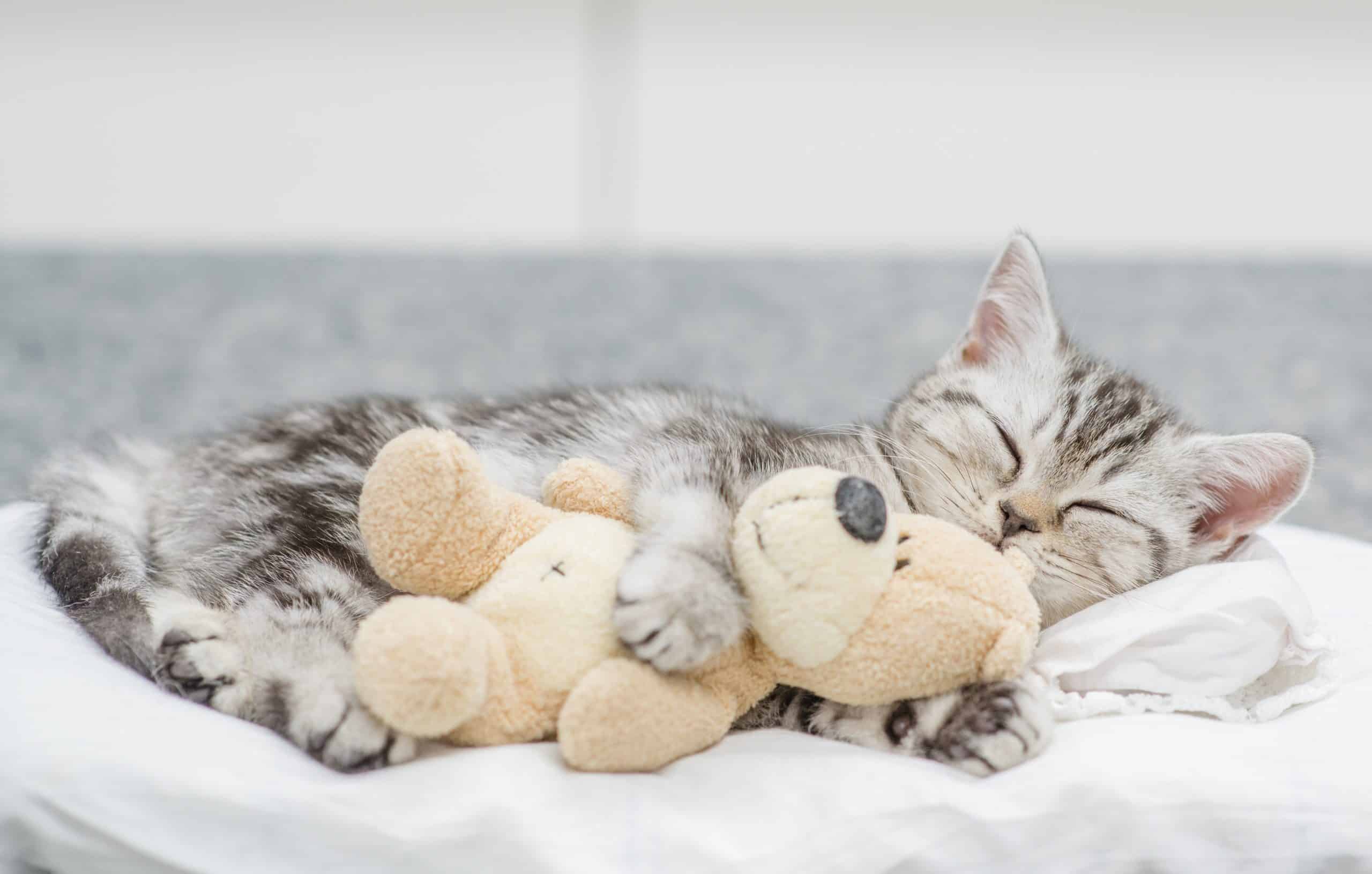 Why does my cat sit on its toys? Kitty Cat Tips