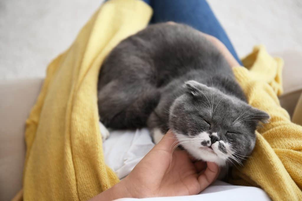 Why does my cat sleep on my stomach? Kitty Cat Tips