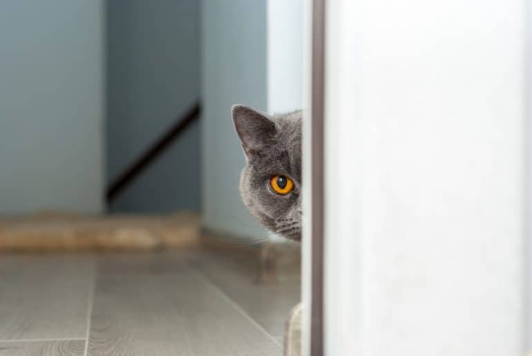 Why does my cat climb doorframes? Kitty Cat Tips