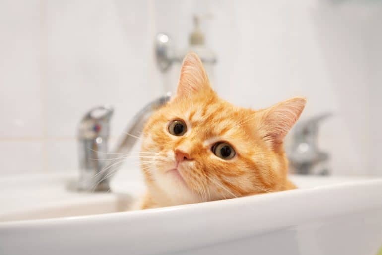Why does my cat lick the bathtub? Kitty Cat Tips