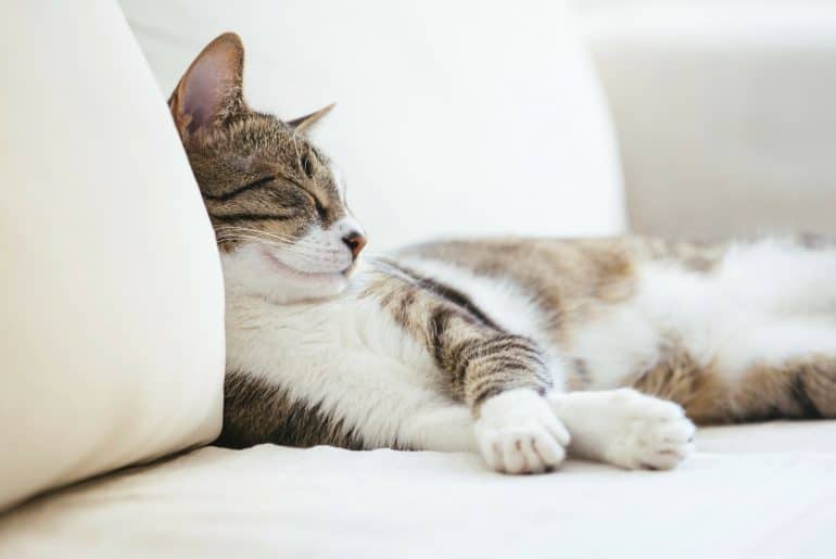 Why does my cat sleep in the same room as me? Kitty Cat Tips