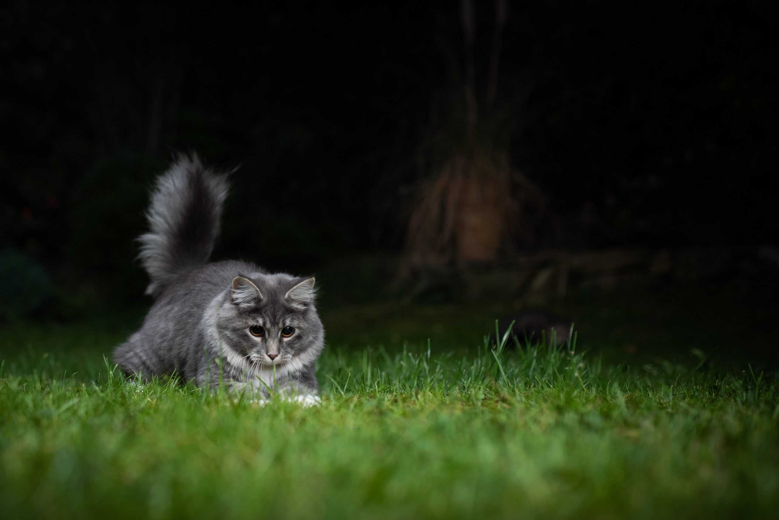 Why does my cat pounce on me at night? Kitty Cat Tips