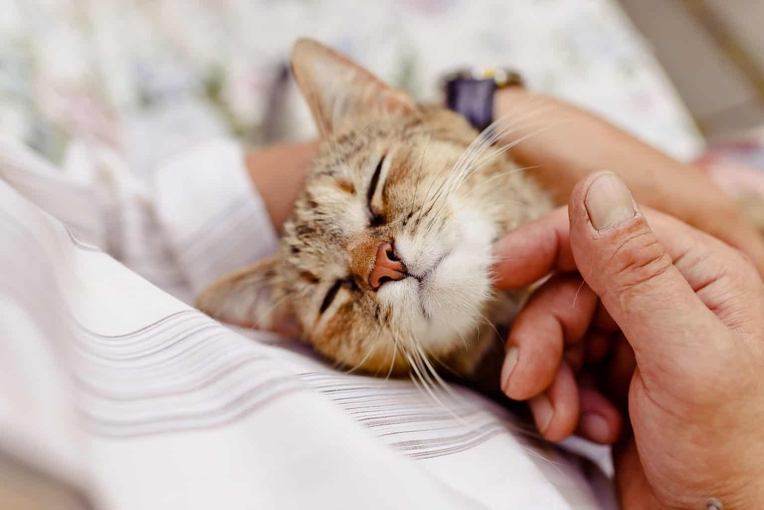 why does my cat lay on me? Kitty Cat Tips