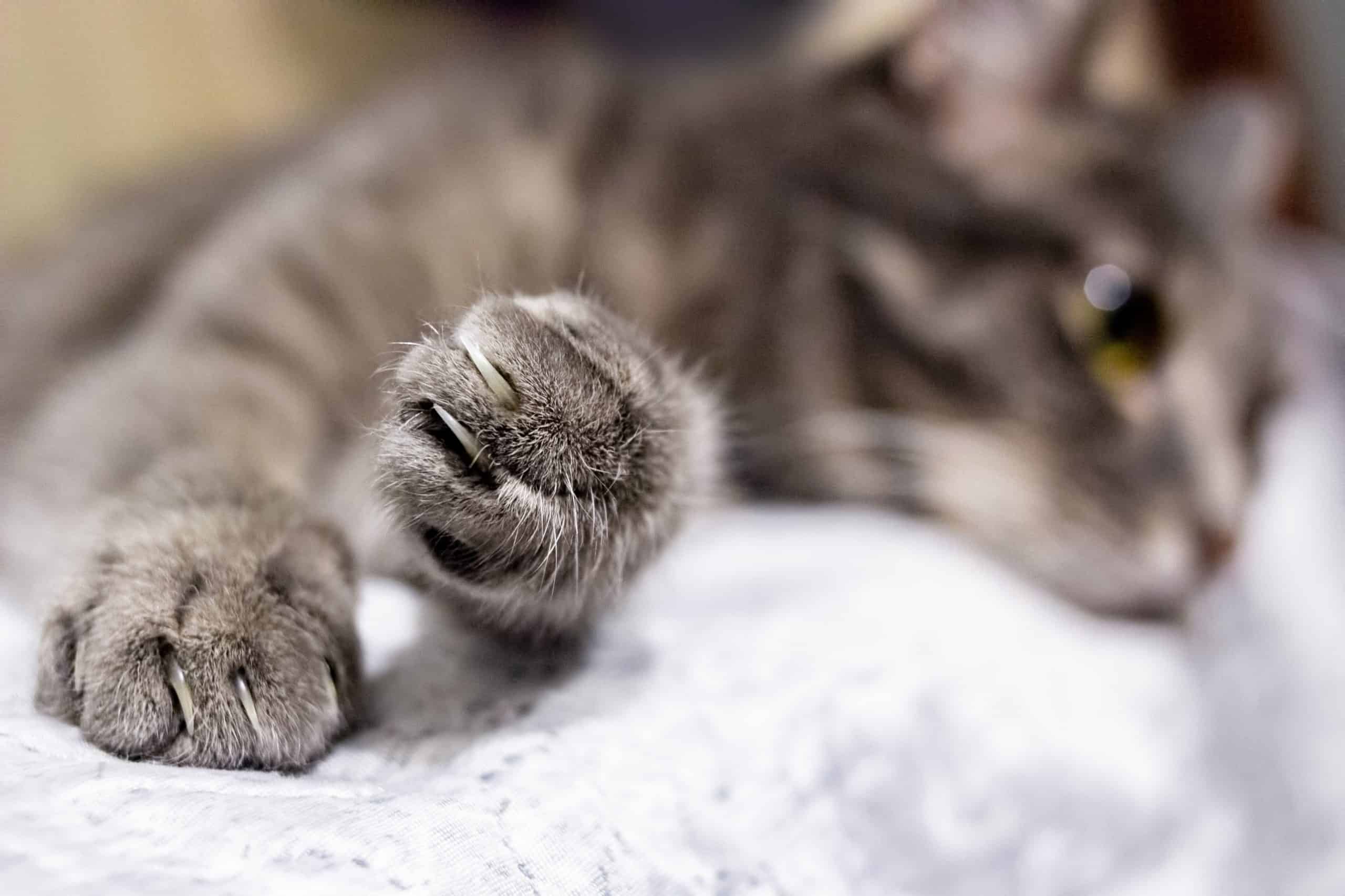 Why does my cat scratch the mirror? Kitty Cat Tips