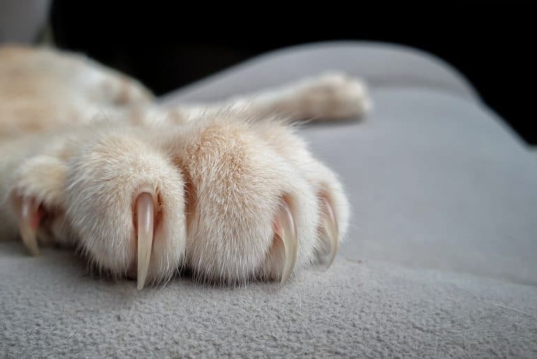 Why does my cat extend her claws when I pet her? Kitty Cat Tips