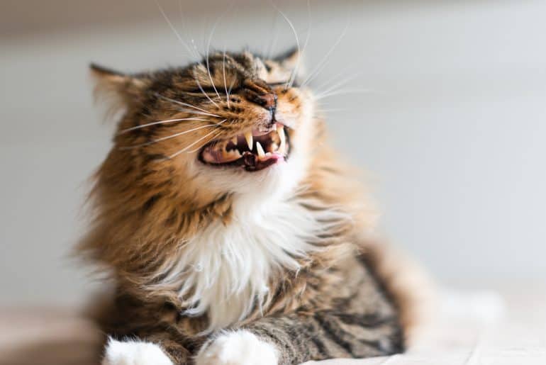 Why is my cat hissing at her sibling? Kitty Cat Tips