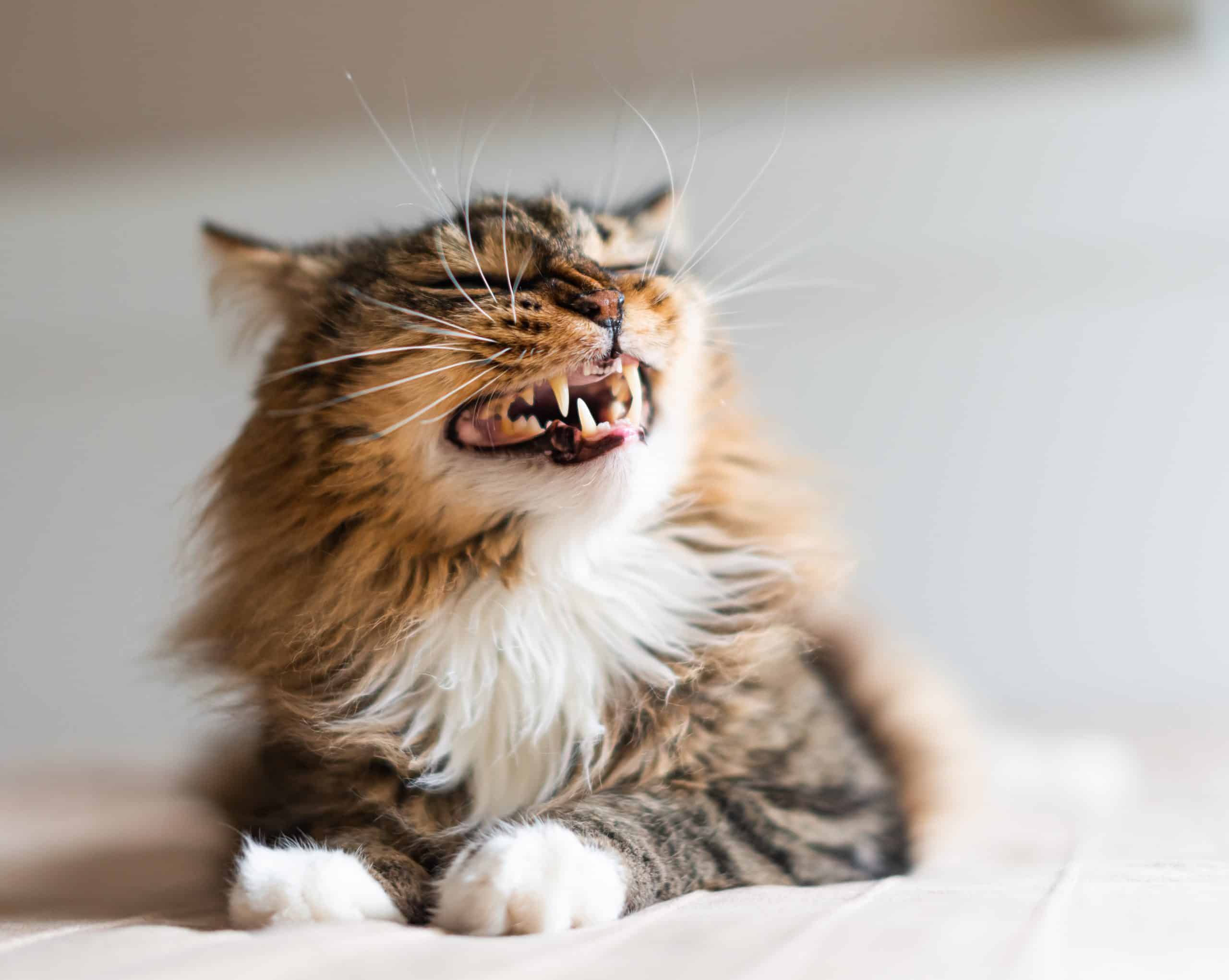 Why does my cat hiss when playing? Kitty Cat Tips