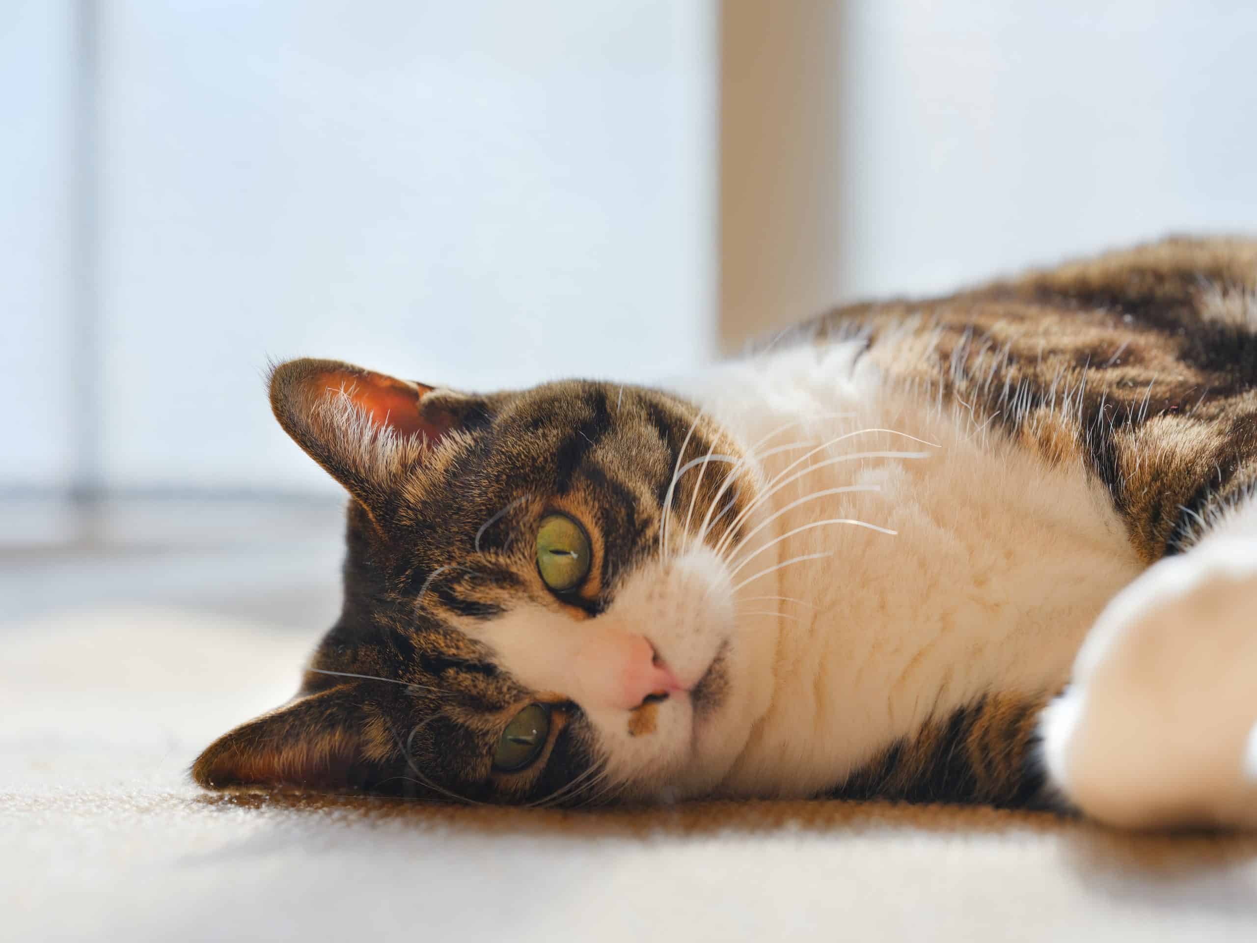 Why does my cat hit me? Kitty Cat Tips