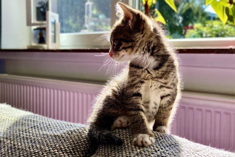 Why does my cat look away when I look at it? Kitty Cat Tips