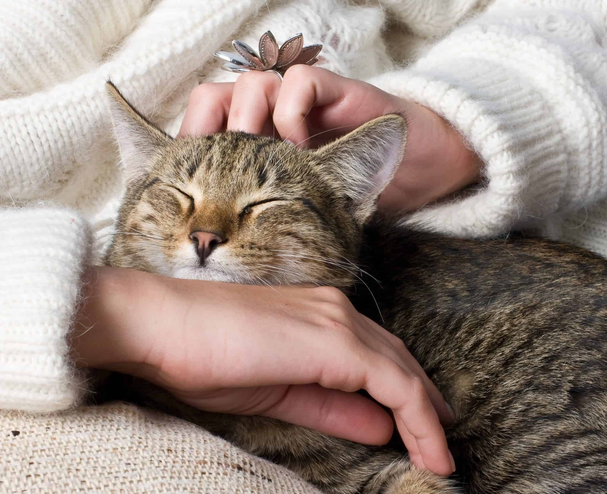 Why does my cat scratch my bed? – Kitty Cat Tips