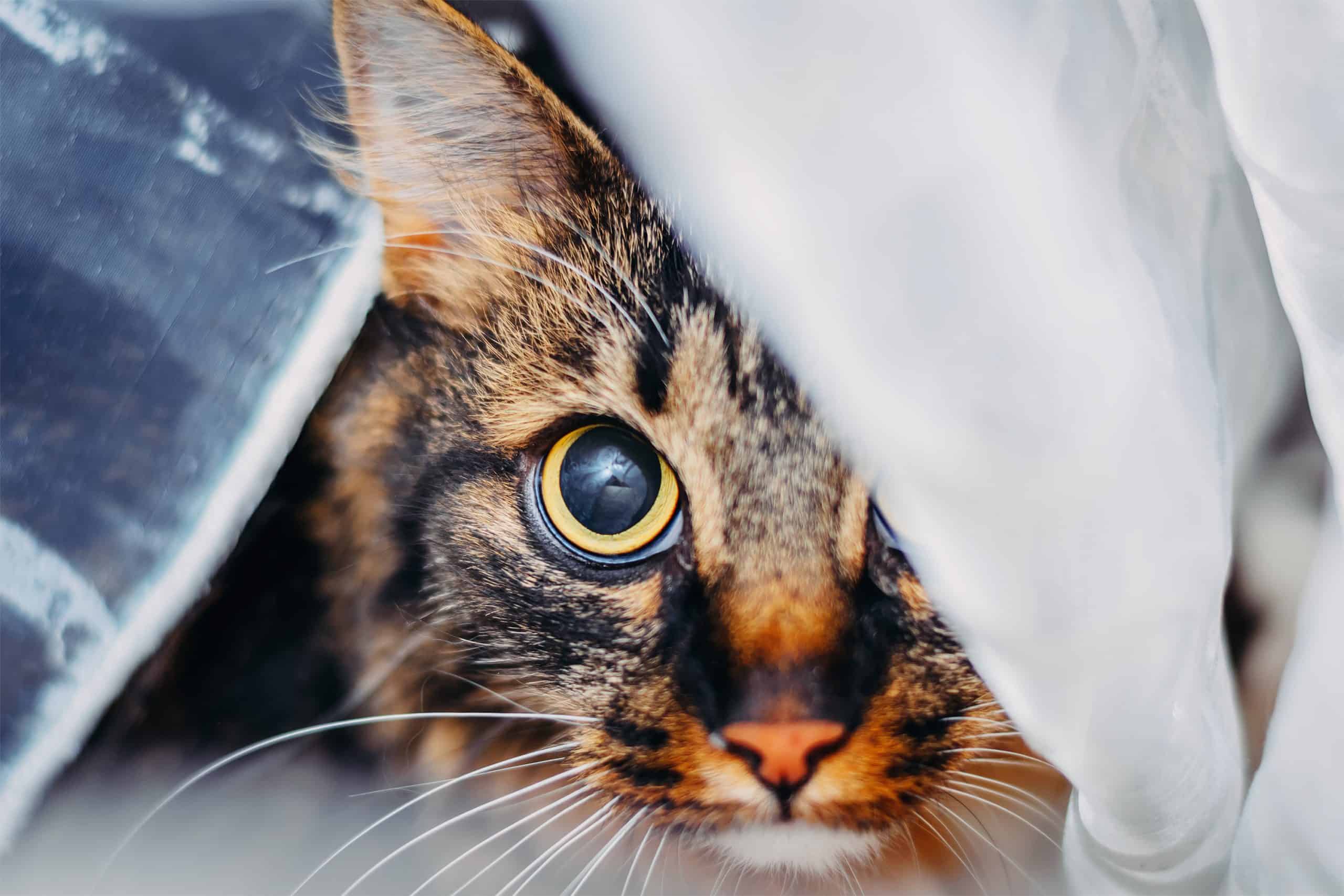 Why is my cat suddenly running away from me? Kitty Cat Tips