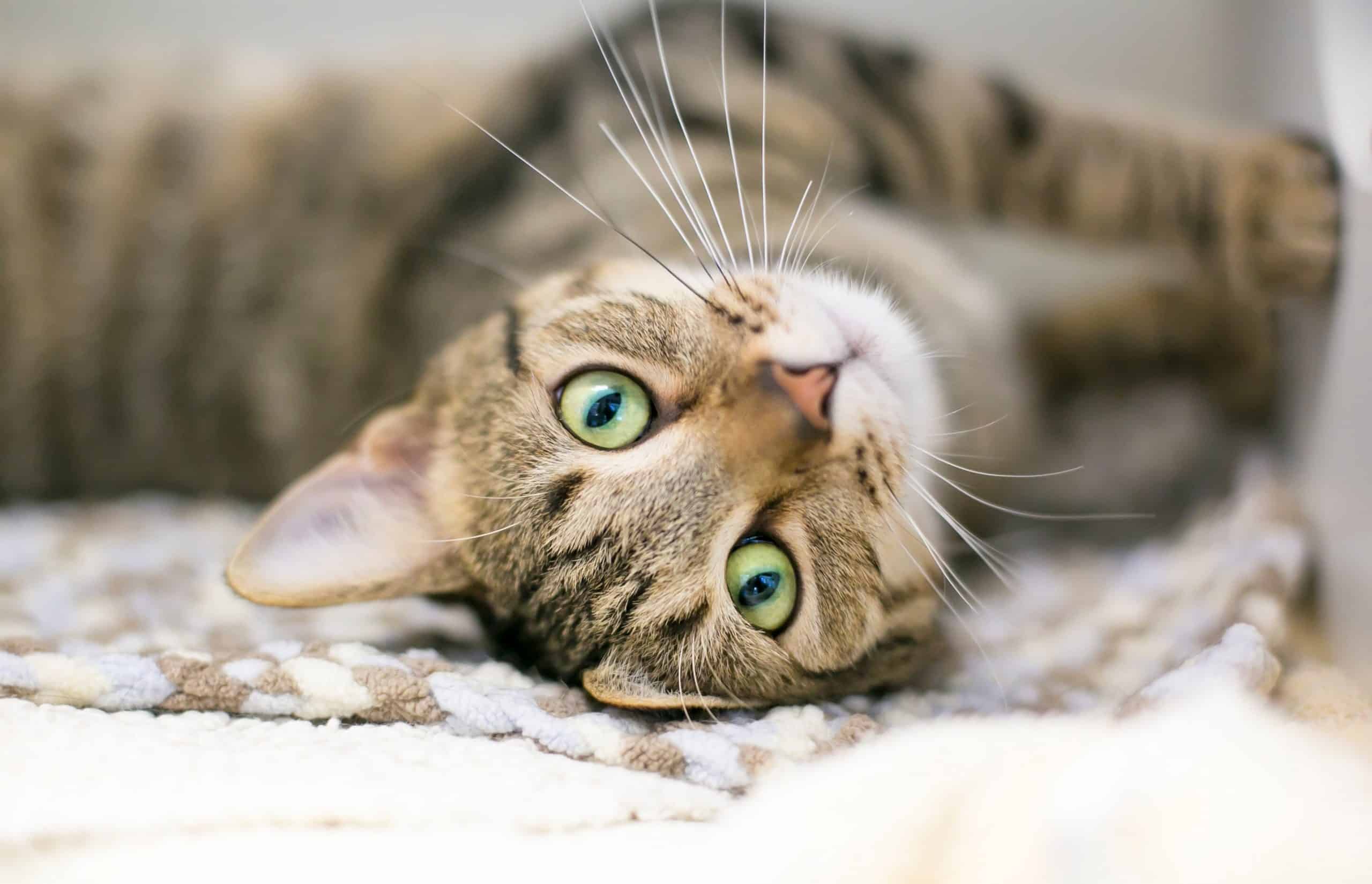 Why does my cat nuzzle me? Kitty Cat Tips