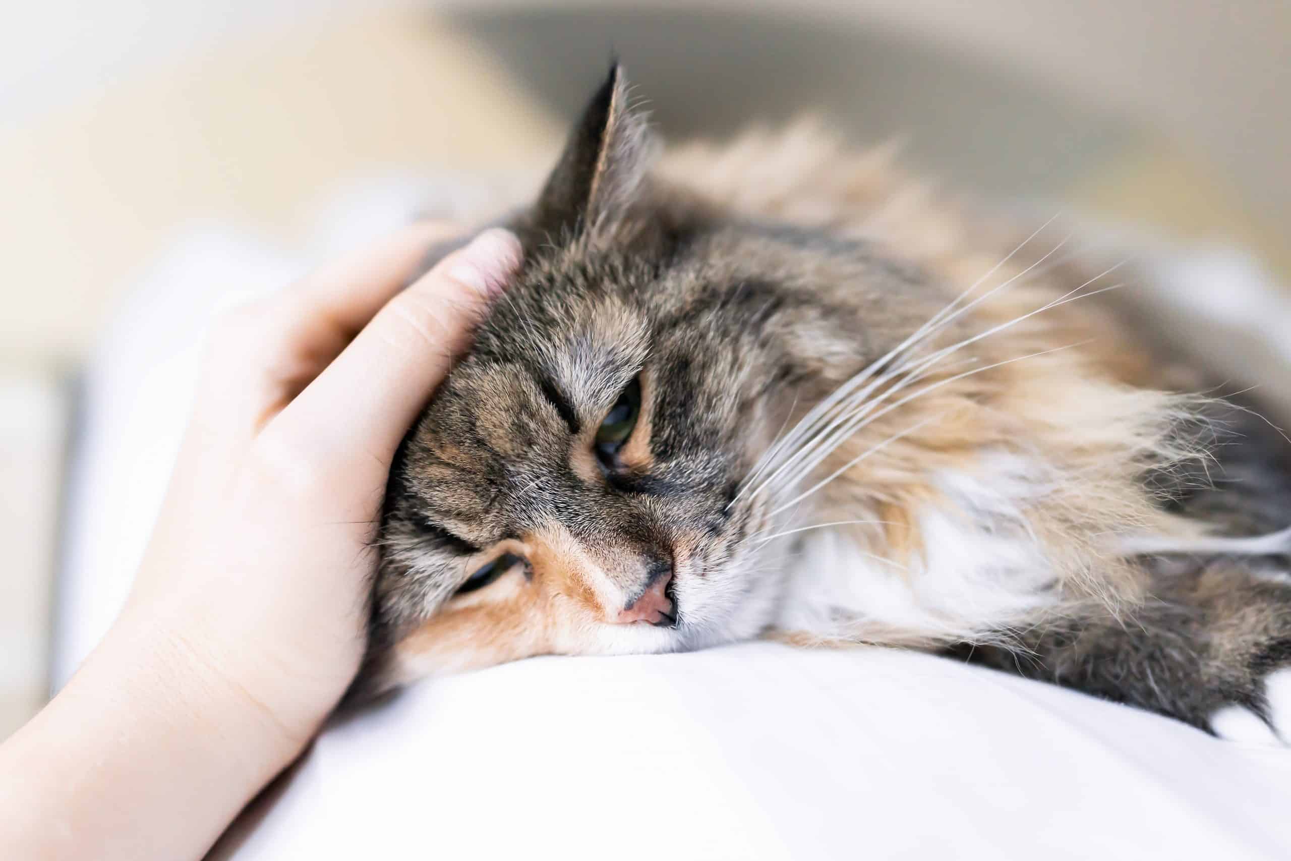 Why is my cat obsessed with going outside? Kitty Cat Tips
