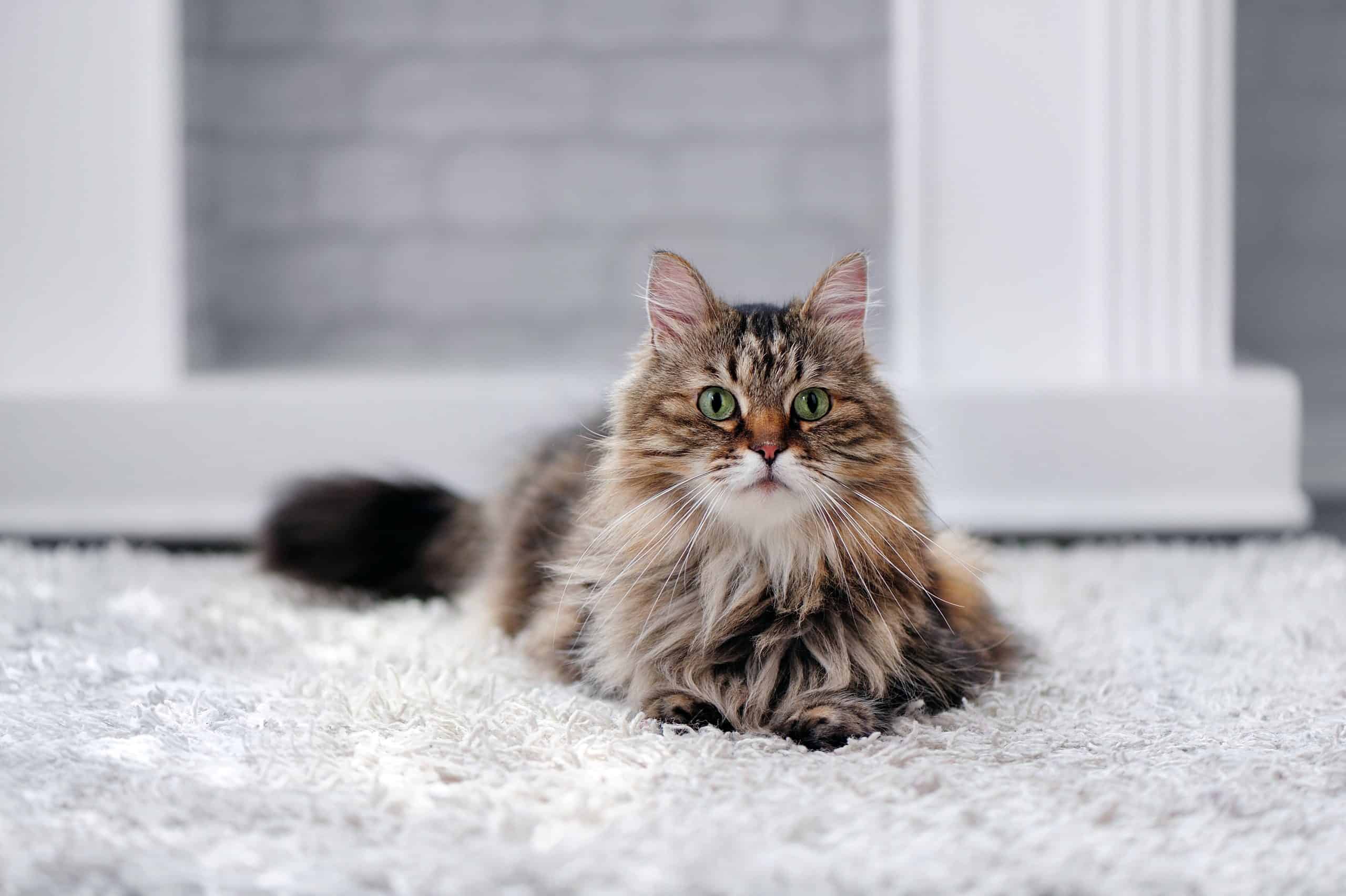 Can a nursing cat be spayed? Kitty Cat Tips