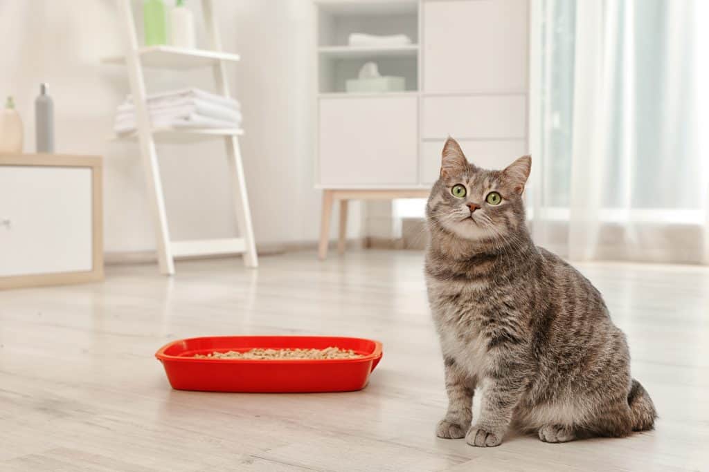 What Does it Mean if a Cat’s Poop is Grey? Kitty Cat Tips