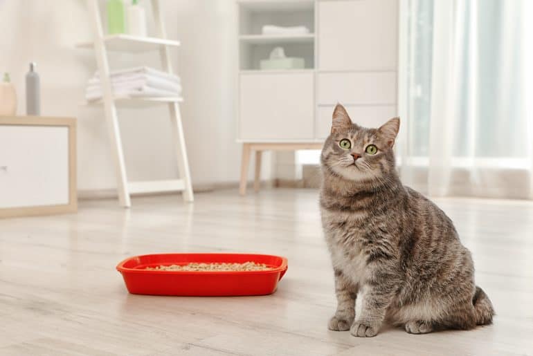 What Does it Mean if a Cat’s Poop is Grey? Kitty Cat Tips