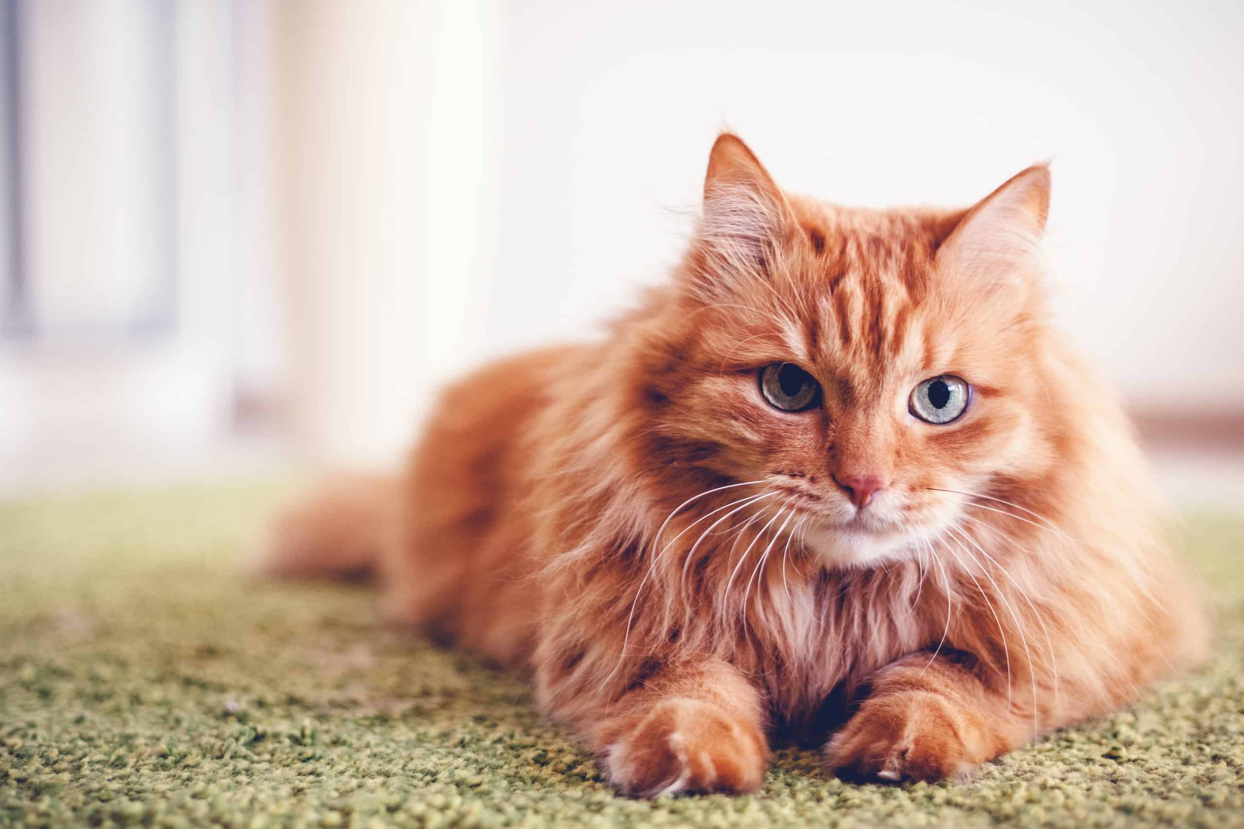 Why does my cat tear up the carpet? (How to stop) Kitty Cat Tips
