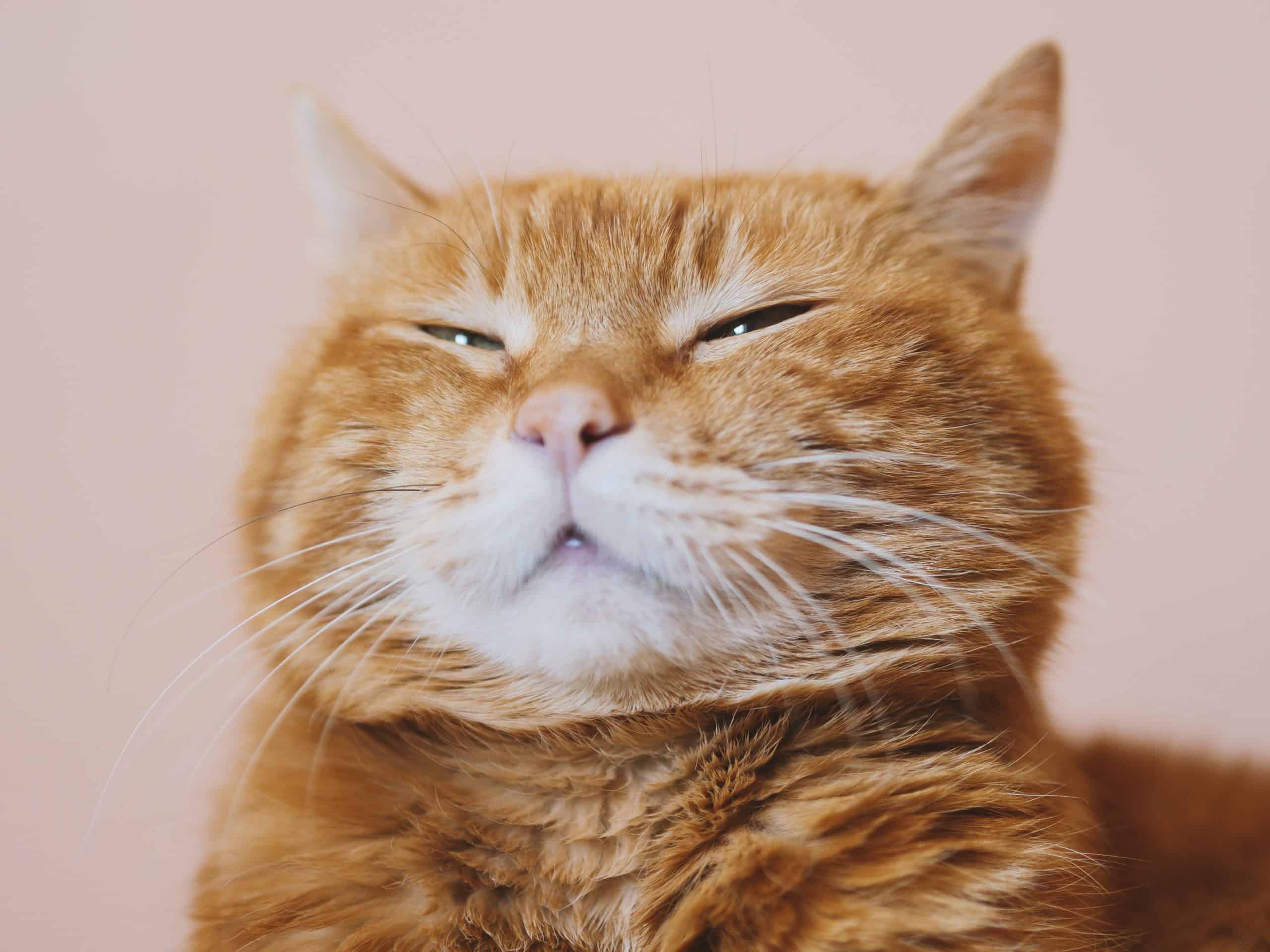 Why does my cat climb doorframes? Kitty Cat Tips