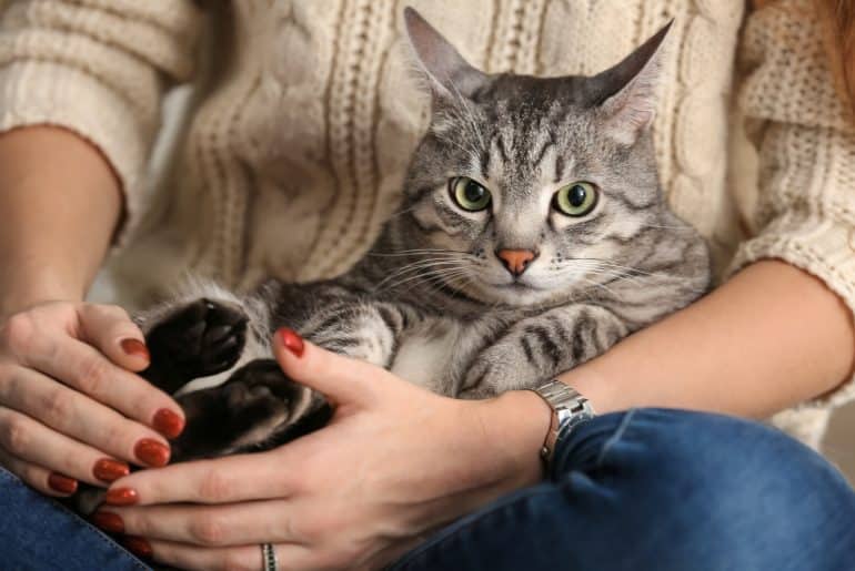 Why does my cat cuddle me? Kitty Cat Tips