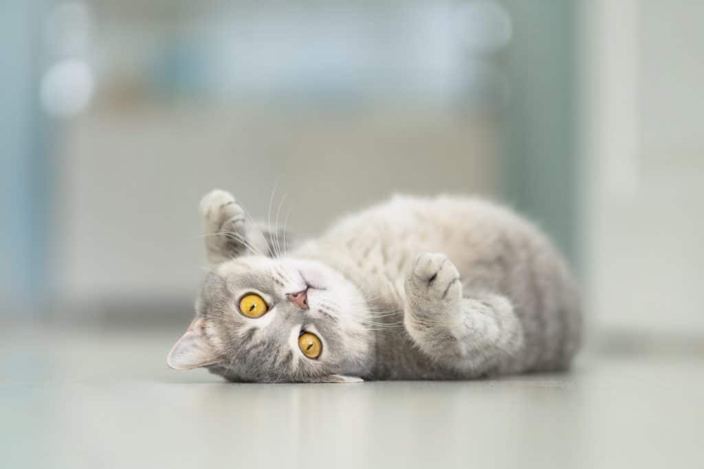 Why is my cat suddenly clingy? Kitty Cat Tips