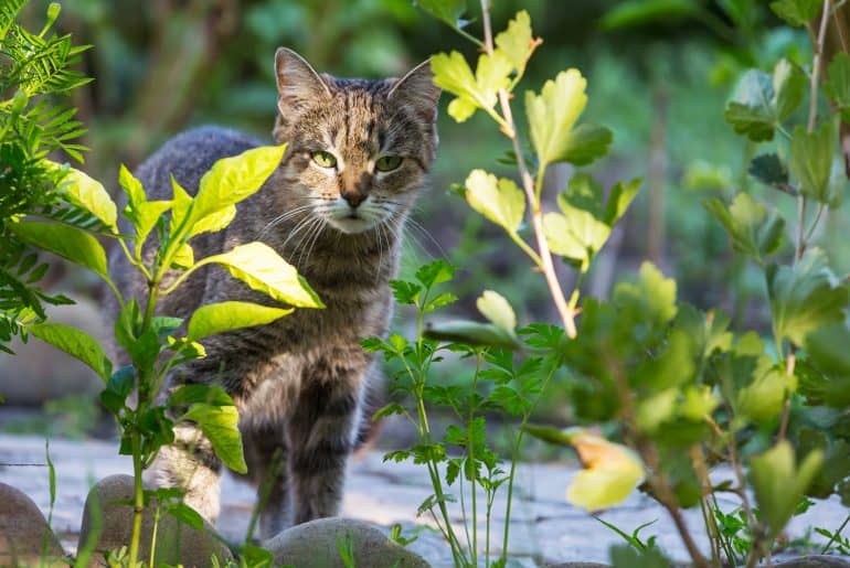 What happens if a cat eats maggots? Kitty Cat Tips