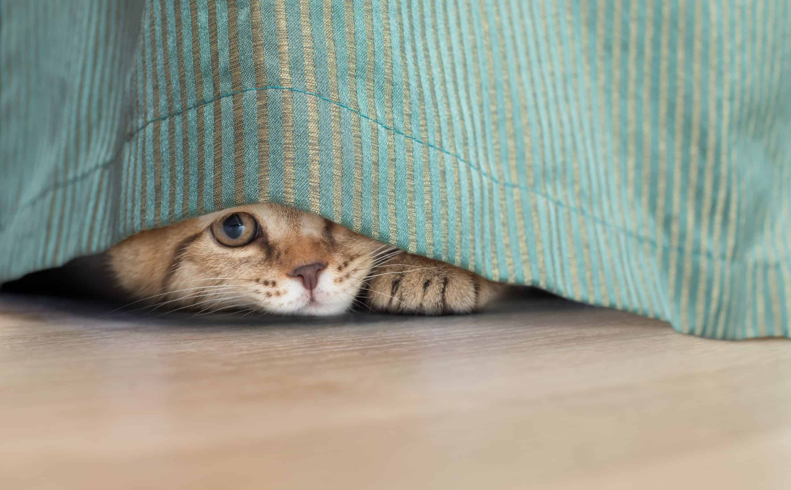 Why does my cat climb curtains? Kitty Cat Tips
