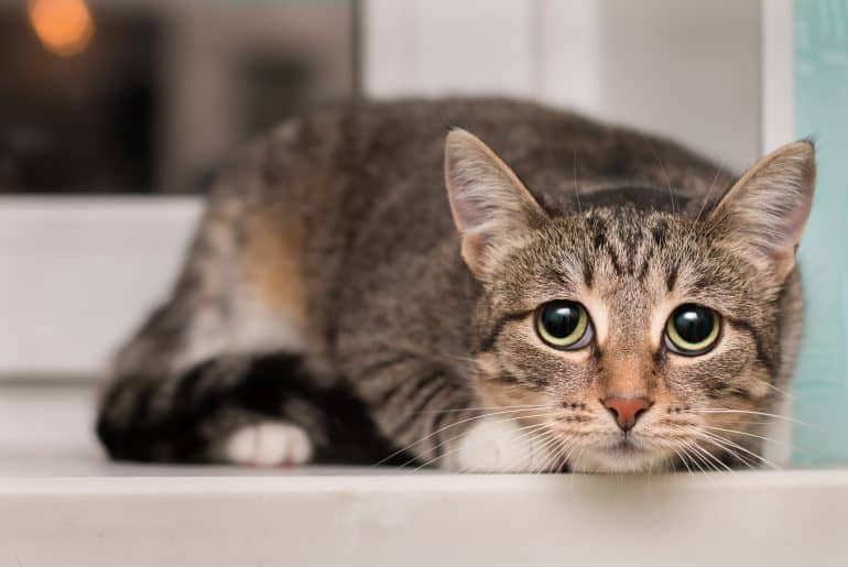 Why is my cat scared all of a sudden? Kitty Cat Tips