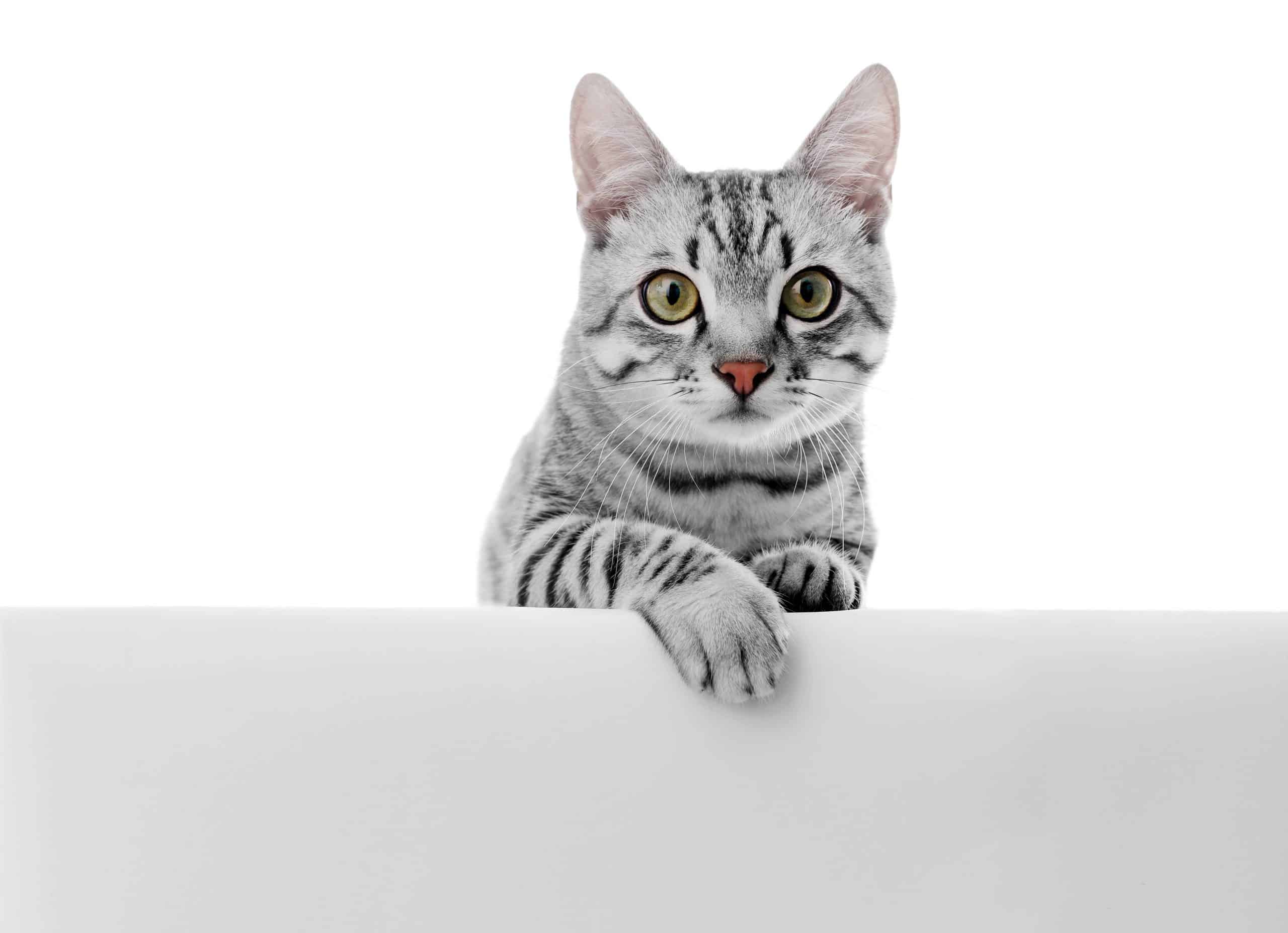 Why does my cat walk between my legs? Kitty Cat Tips