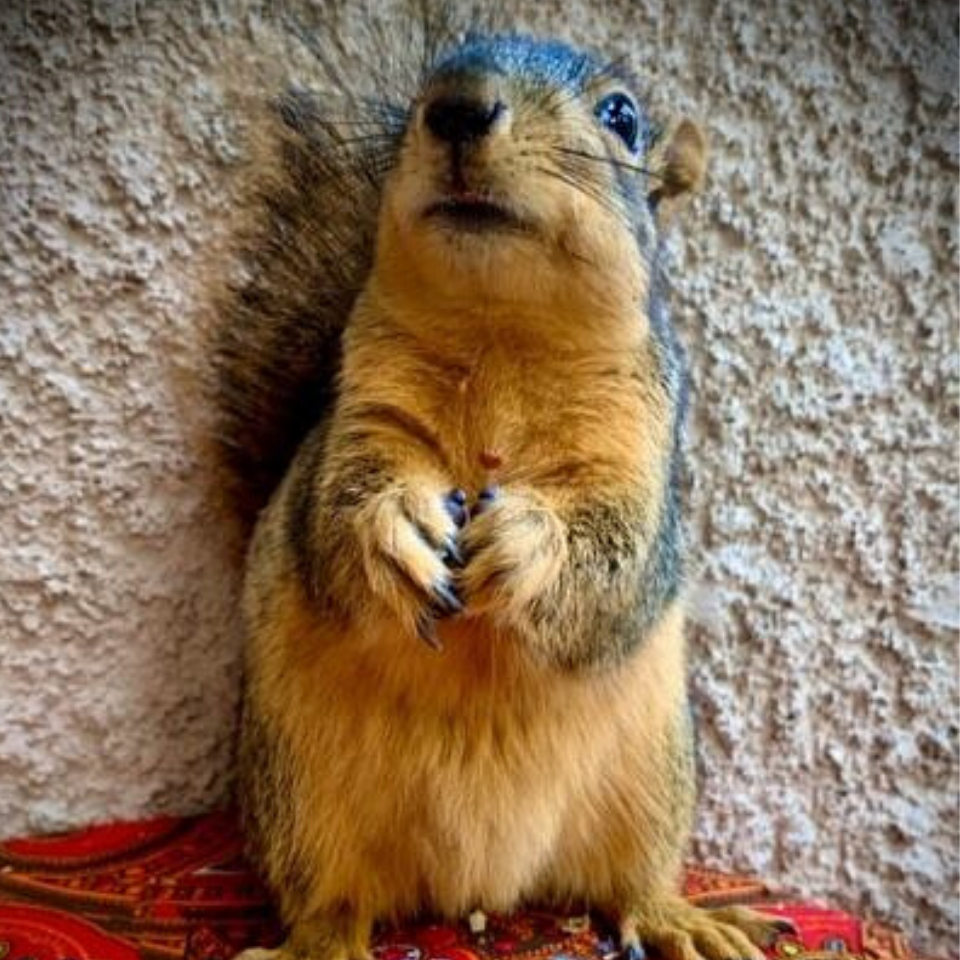 Why Are Squirrels So Jumpy? find Out Here Kitty City Squirrels