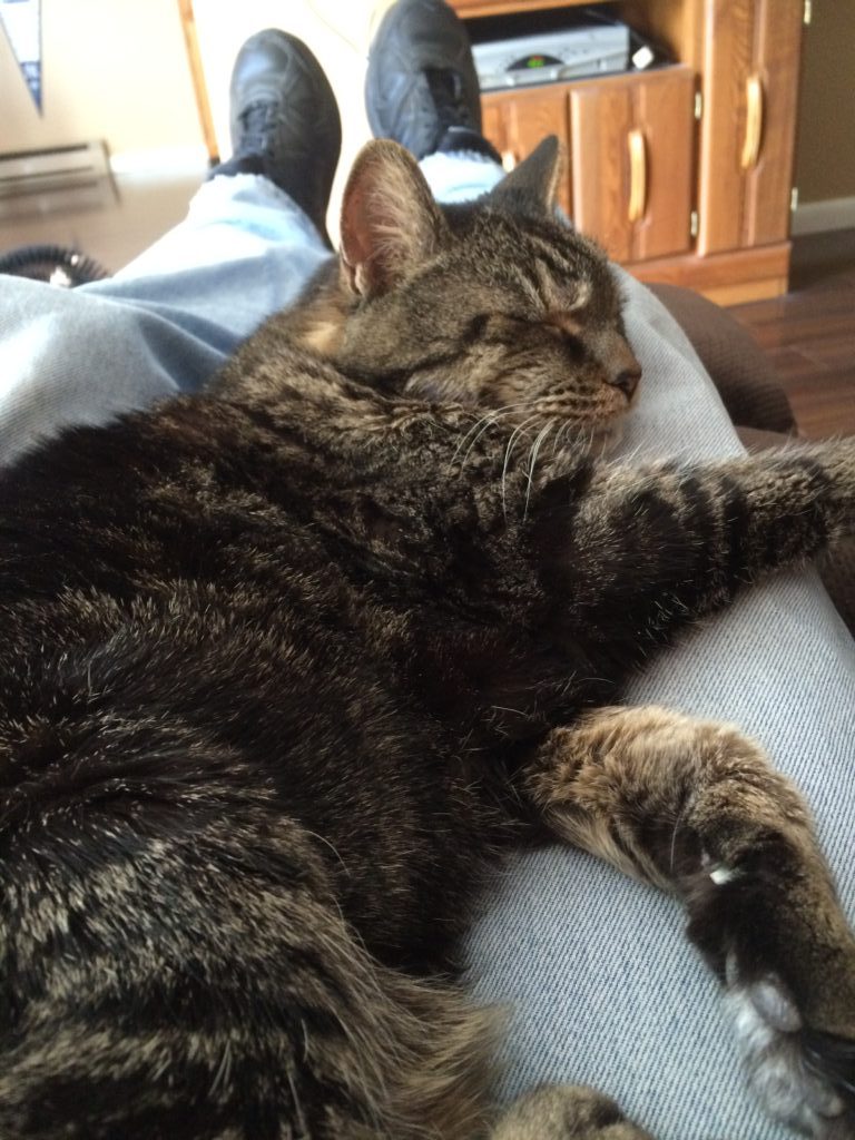 Share Your Pet Photo Here! | KittyCorner