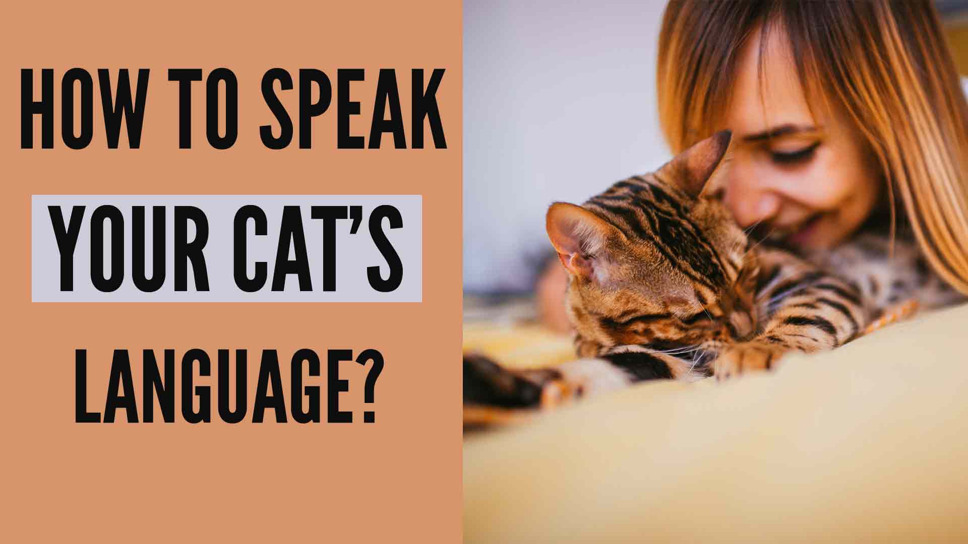 A New Research Is Indicative On How To Speak With Your Cat Kitty County