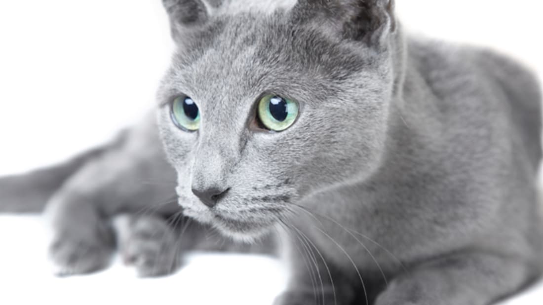 8 Grey Cat Breeds with Yellow Eyes Kitty Devotees