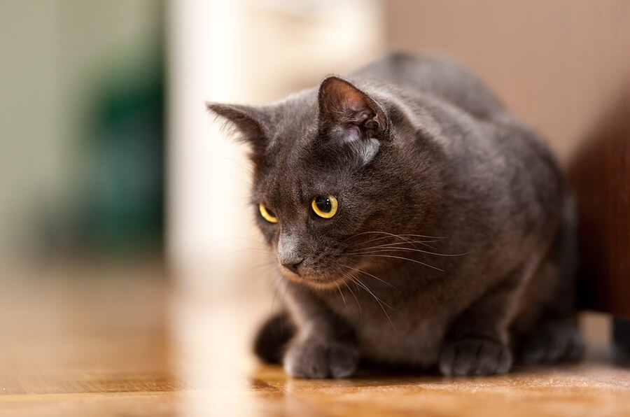 10 Cats with Copper Eyes Kitty Devotees