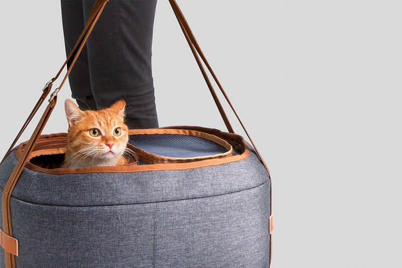How to Catch A Stray Cat without A Trap (7 Strategies) Kitty Devotees